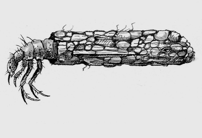 Caddisfly larvae with case. Illustration by Adelaide Tyrol.