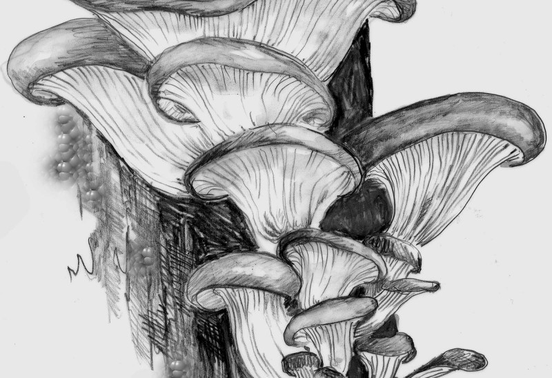 The oyster mushroom. Illustration by Adelaide Tyrol.