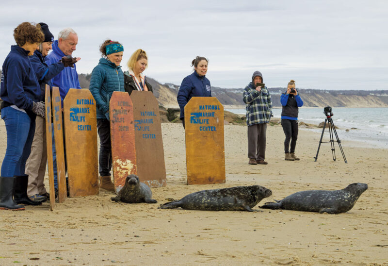 The Seacoast Science Center in Rye team released a few young gray seals after nursing them back to health. (Courtesy photo.)