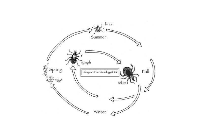 Life cycle of the black-legged tick. (Illustration by Adelaide Tyrol.)
