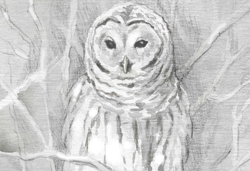 The barred owl. Illustration by Adelaide Tyrol.