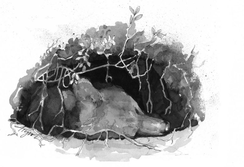 Black Bear den. Illustration by Adelaide Tyrol.