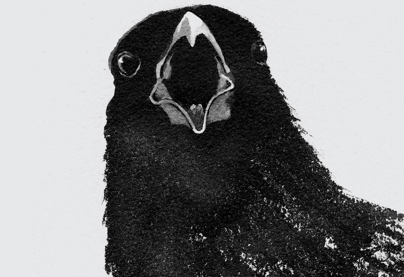The crow. Illustration by Adelaide Tyrol.