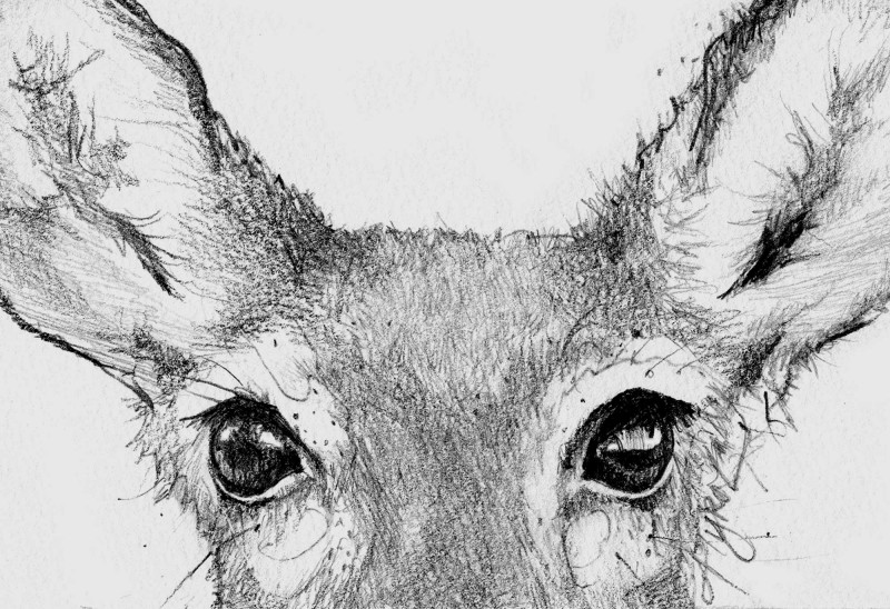Deer vision. Illustration by Adelaide Tyrol.