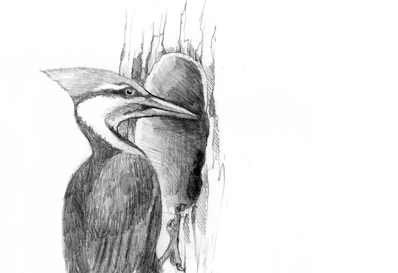 The Pileated Woodpecker. (Illustration by Adelaide Tyrol.)