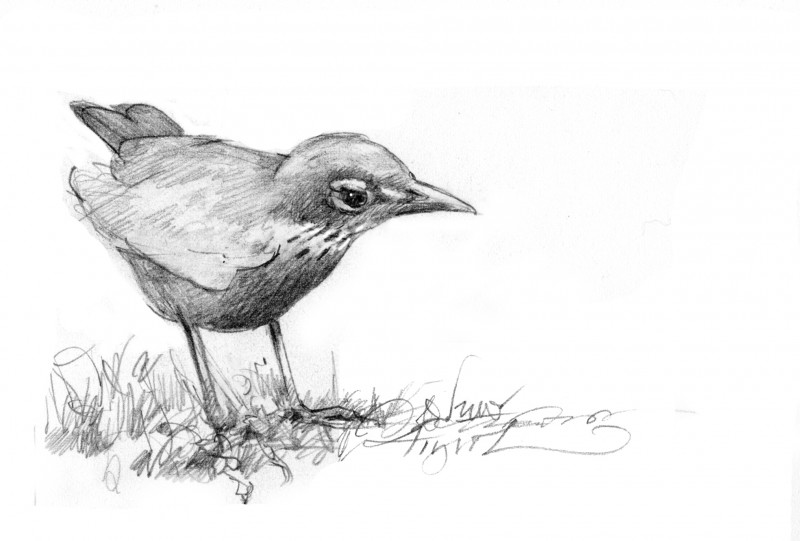The American robin. Illustration by Adelaide Tyrol.