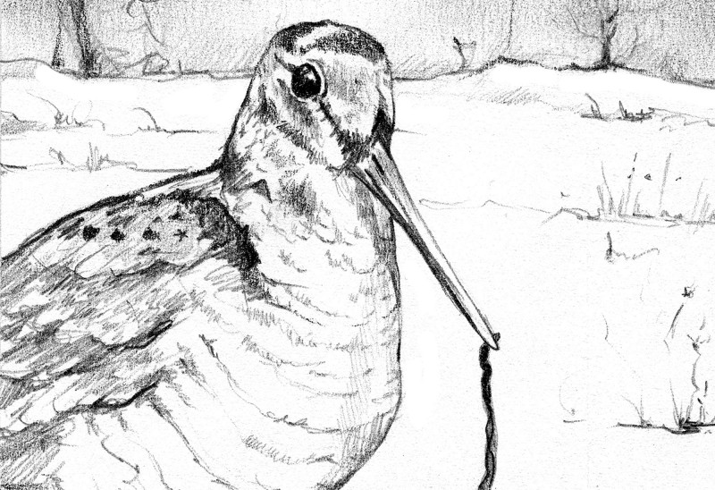 The woodcock. Illustration by Adelaide Tyrol.